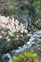 Magnolia loebneri Printemps Neige et ruisseau 