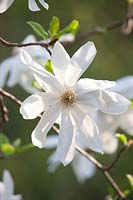 Portrait fleur de magnolia, Magnolia loebneri Printemps Neige 