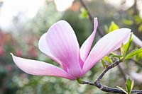 Portrait Magnolia Couronne Royale, Magnolia liliiflora xx veitchii 
