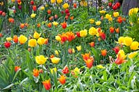 Lit avec des plants d'oignons, Tulipa Ballerina, Fritillaria Imperialis 