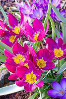 Tulipe naine et crocus, Tulipa humilis Persan Pearl,Crocus tommasinianus Whitewell Purple 