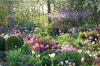 Lit de tulipes, buis et prunier nain, Tulipa, Buxus, Prunus cistena 