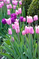 Lit avec tulipes, Tulipa 