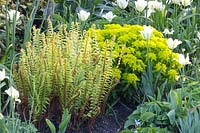 Fougère et euphorbe, Euphorbia polychroma, Tulipa Spring Green 