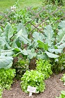 Lit de chou-rave, laitue et petits pois, saladier Lactuca sativa, Pisum sativum, Brassica oleracea 