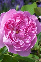 Rose anglaise, Rosa Harlow Carr, roses d'Austin 