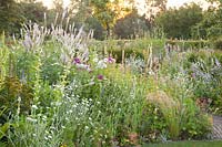 Lit avec Lychnis coronaria Alba, Stipa tenuissima, Nasella tenuissima, tour de lavande Veronicastrum virginicum 