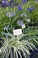 Lys africain, Agapanthus Silver Moon 
