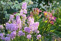 Lit avec phlox, hémérocalle, Phlox maculata Natascha, Hemerocallis Lavender Deal, Astrantia major Sunningdale Panaché 