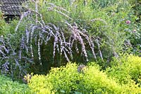 Alchémille et buddleia, Alchemilla mollis, Buddleia alternifolia 