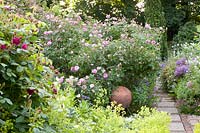 Allée dans la roseraie, Alchemilla mollis, Geranium pratense album, Rosa Mayflower 
