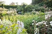Lit avec Phlomis russeliana, Rosa Buff Beauty, Rosa Moonlight, Delphinium Galahad, Centranthus ruber Albus, Cephalaria gigantea 