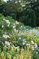 Rosa Penelope, Géranium pratense, Phlomis russeliana, Alchemilla mollis, Sisyrinchium striatum, Centranthus ruber Albus 