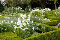 Jardin blanc avec lis trompette, Lilium longiflorum White Elegance, Phlox, Hydrangea arborescens Annabelle 