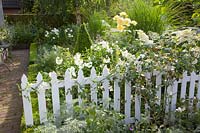 Jardin de devant avec hortensia, buxus, phlox, Hydrangea paniculata Unique 