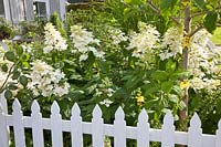 Jardin de devant avec hortensia, phlox, Hydrangea paniculata Unique 