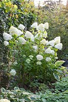 Hortensia paniculé,Hydrangea paniculata Limelight 