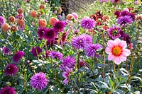 Lit avec dahlias, Dahlia Exotic Dwarf, Dahlia Ambition, Dahlia Cornel Bronze 