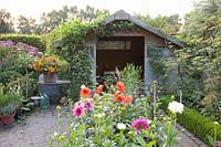Maison de jardin avec dahlias et vigne, Dahlia, Vitis vinifera 