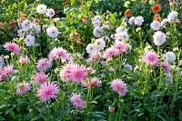 Dahlias, Dahlia Twilight, Dahlia Park Princess 