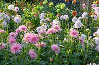 Dahlias, Dahlia Twilight, Dahlia Park Princess 