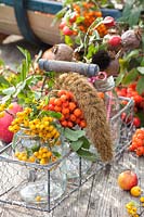 Graines, millet et baies pour nourriture pour oiseaux, Pyracantha Soleil d'Or, Sorbus ; peine; Setaria italique 