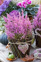 Erica en pot décoré de brindilles de coeur de bruyère, Erica gracilis 