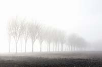 Arbres et champs dans le brouillard 