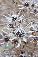 Chardon doux, Eryngium bourgatii 