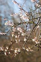 Branches de portrait de cerisier d'hiver, Prunus subhirtella 