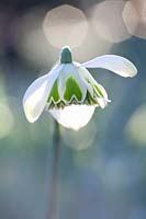 Perce-neige, Galanthus rodmarton 