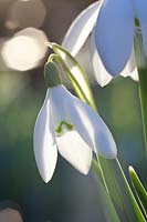 Perce-neige, Galanthus nivalis 