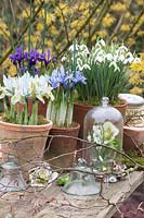 Pots avec Galanthus nivalis, Iris reticulata Katherine Hodgkin, Iris reticulata Alida, Helleborus orientalis 