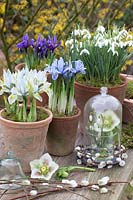 Pots avec Galanthus nivalis, Iris reticulata Katherine Hodgkin, Iris reticulata Alida, Helleborus orientalis 