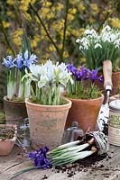 Pots avec Galanthus nivalis, Iris reticulata Katherine Hodgkin, Iris reticulata Alida 