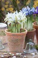 Pots avec Iris reticulata Katherine Hodgkin, Iris reticulata Alida 