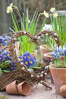 Coeur de brindilles, Narcissus Minnow, Iris reticulata Alida, Primula vulgaris Zebra Blue 