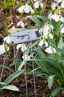 Panneau végétal avec perce-neige, Galanthus plicatus Diggory 
