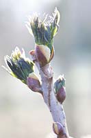 Buisson à gousses bleues en herbe, Decaisnea fargesii 