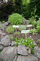 Détail d'une spirale à base de plantes, Thymus, Salvia officinlais, Satureja 