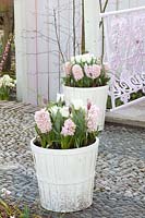 Ailes de cygne Tulipa, Hyacinthus, Fritillaria meleagris 