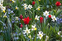 Lit avec Narcissus Jack Snipe, Tulipa kaufmanniana Showwinner, Chionodoxa forbesii 