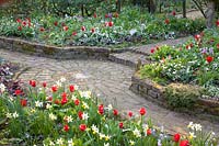 Loin des jonquilles, des tulipes et de la neige brillante, Narcissus Jack Snipe, Tulipa kaufmanniana Showwinner, Chionodoxa forbesii 