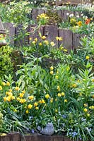 Narcisse Jetfire, Narcisse Jack Snipe, Arabis suendermanii, Chionodoxa forbesii, Fritillaria 