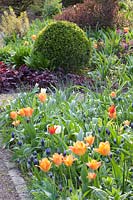 Lit avec Tulipa Orange Empereur, Muscari latifolium, Heuchera, Buxus 