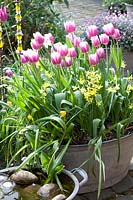 Mini bassin et bac en zinc planté de tulipes et de jonquilles, Tulipa Arabian Mystery, Narcissus Hawera 