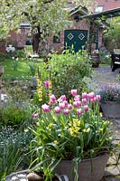 Bac en zinc planté de tulipes et de jonquilles, Tulipa Arabian Mystery, Narcissus Hawera 