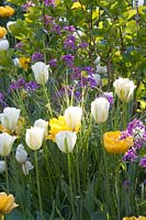 Pomponette jaune Tulipa ; Tulipa viridiflora vert printemps, Tulipa coeur blanc, Lunaria annua 