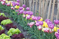 Laitue et tulipes, Tulipa Wirosa, Tulipa Purple Flag, Tulipa Yellow Flight, Lollo Rosso, Lollo Bionda 