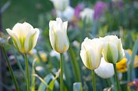 Tulipa viridiflora vert printemps 